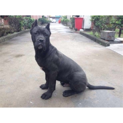 狩猎犬  卡斯罗犬  3-24个月
