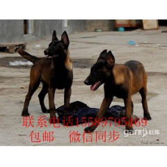 马犬训练 黑马犬 红马犬