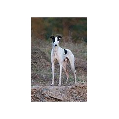 格力犬，秋田犬，哈士奇犬，泰迪犬，格力犬幼犬，格力母犬，