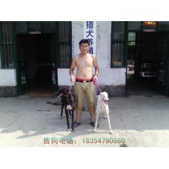 格力犬多少钱一只