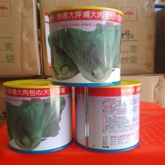 大坪铺包心芥菜 耐热 耐寒 春夏秋冬均可种植  品质好 可做...