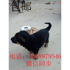 东德牧羊犬   西德牧羊犬  3-4个月