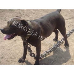 比特犬多少钱一只 杜高犬价格