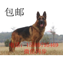 工作犬   牧羊犬   3-4个月