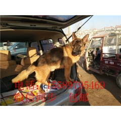 工作犬  德国牧羊犬 3-24个月