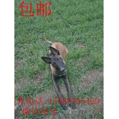 马犬价格 训练好的马犬在哪卖