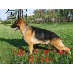 牧羊犬 纯度高的牧羊犬 牧羊犬一胎几只