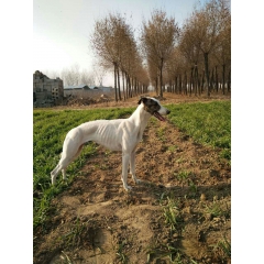格力犬  灵提犬  马犬