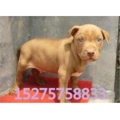 大骨架比特幼犬成年比特犬出售