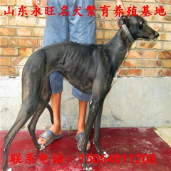 全活的格力犬多少钱 惠比特 狼青 牧羊犬 罗威纳 格慧 细犬