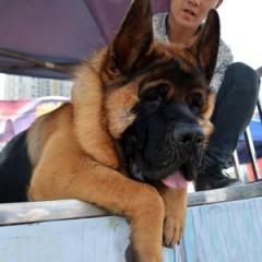德国牧羊犬幼犬多长时间断奶合适
