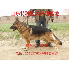 牧羊犬的价格  牧羊犬农村专业养殖