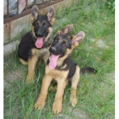 黑背牧羊犬3个月的德牧幼犬价格
