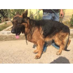 祥亿犬业供应德国牧羊犬，大型繁育推广中心