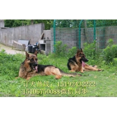 出售锤系德国牧羊犬 警用犬 黑背犬价格多少钱 小狼狗哪里卖