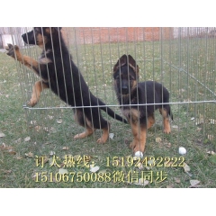 锤系纯种德国牧羊犬 黑背犬 弓背犬全国可发货 大巴车发货