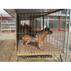 最忠诚的护卫犬德国牧羊犬 黑背犬什么地方卖