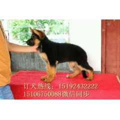 纯种 德国牧羊犬 警卫犬 黑背犬 赛级德牧幼犬长短毛 公母