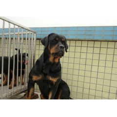 精品罗威纳幼犬 宽嘴大头 公母都有