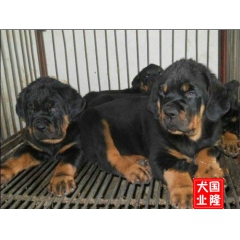 罗威纳犬出售、德系罗威纳、加微信、基地见