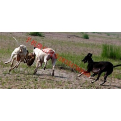 格力犬多少钱一只