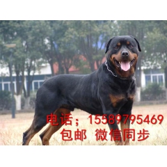 大骨架双血统大头大嘴宽胸罗威纳可支持货到