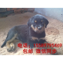狩猎犬    罗威纳犬  3-24个月