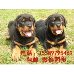 护卫犬   罗威纳犬    2-24个月