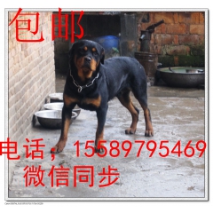 罗威纳犬  正规罗威纳厂家 罗威纳一胎几