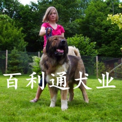 百利通犬业出售纯种比特犬，藏獒犬，罗威纳犬。100%健康保障...