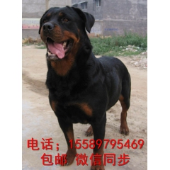 狩猎犬  罗威纳犬  断乳期 幼年 成牛