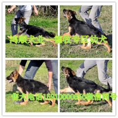 哪里有卖猎兔犬的格力犬 鸿顺犬业