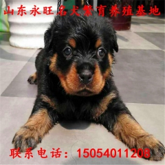 如何训练罗威纳犬 幼小罗威纳犬训练方式