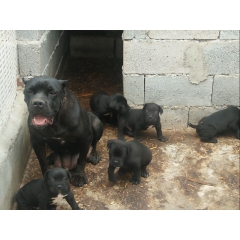 带血统卡斯罗多少钱只  卡斯罗幼犬图片