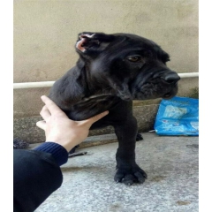 卡斯罗犬价格 大骨架精品纯种卡斯罗犬价格