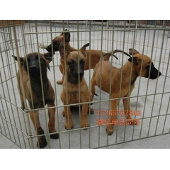 出售纯种马犬杜高犬比特犬卡斯罗犬
