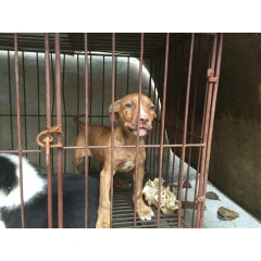 比特犬出售价格 基多血统 斗狗比特