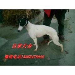 格力犬多少钱一只