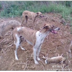 细狗 格力狗销售细犬