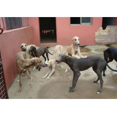格力犬农村专业养殖