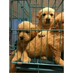 金毛犬多少钱一只哪里有卖的