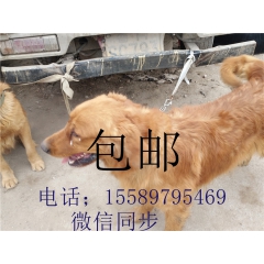 金毛犬   导盲犬   3-4个月