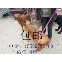 金毛犬  有血统的金毛犬