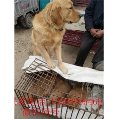 金毛犬价格  金毛犬幼崽