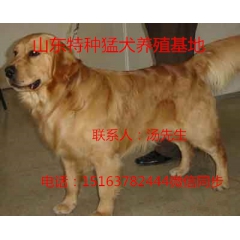 精品金毛犬出售  专业养殖