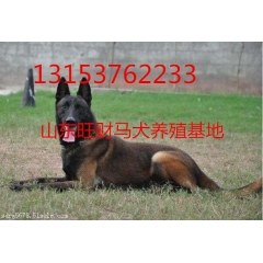 安庆市罗威纳种狗价格山东比特犬价格金毛犬