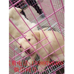 金毛犬  金毛犬价格 金毛犬幼崽