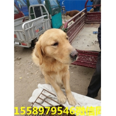 金毛犬, 金毛犬大量出售  金毛犬价格