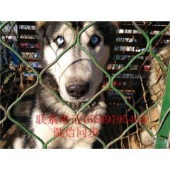三把火，狼叫纯正，哈士奇犬