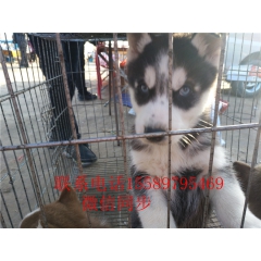 纯种三把火哈士奇犬血统纯品相好